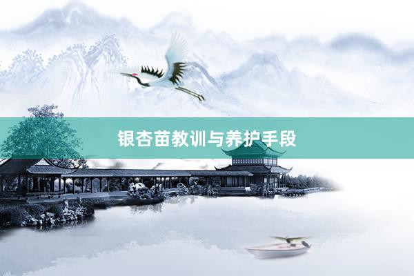 银杏苗教训与养护手段